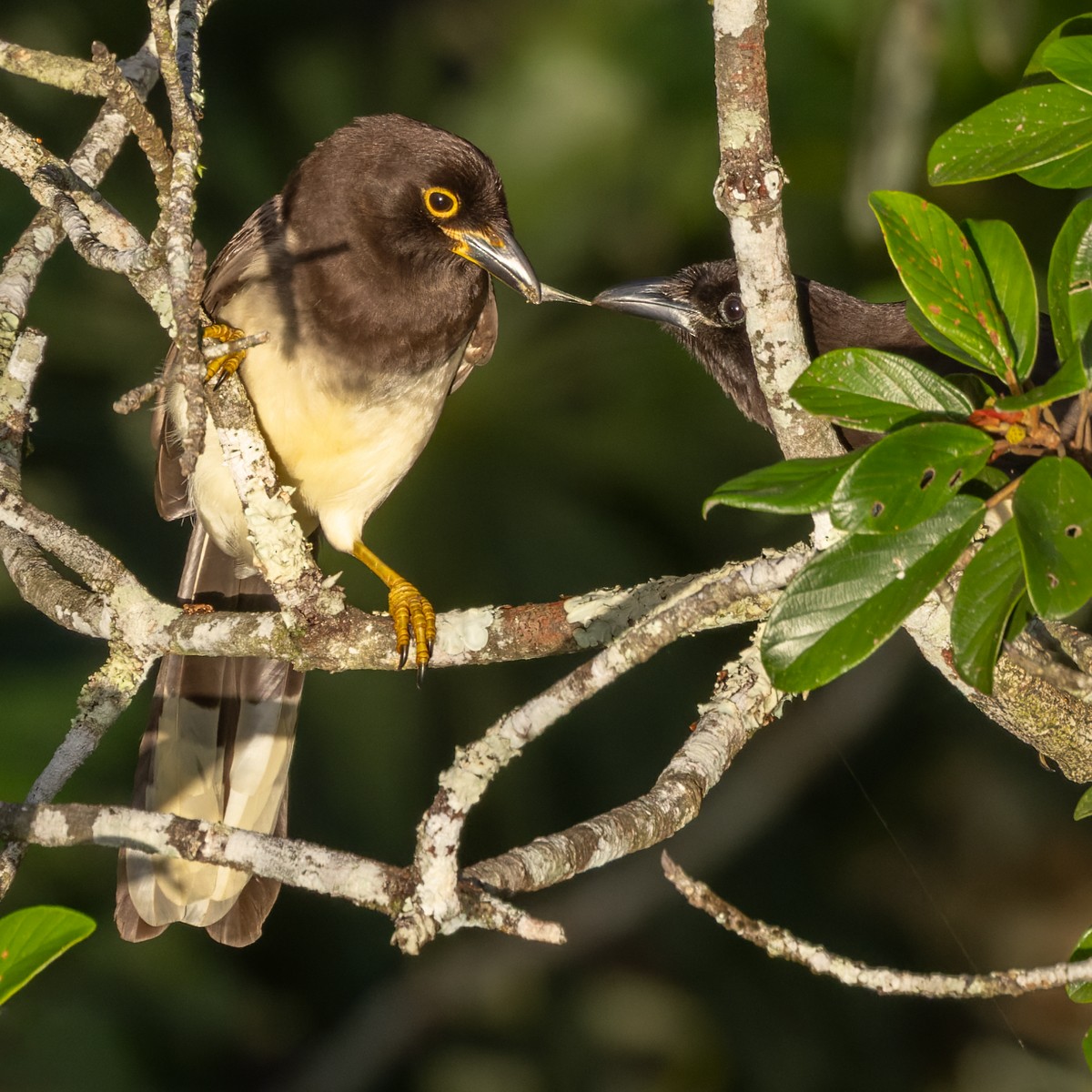 Brown Jay - ML615823439