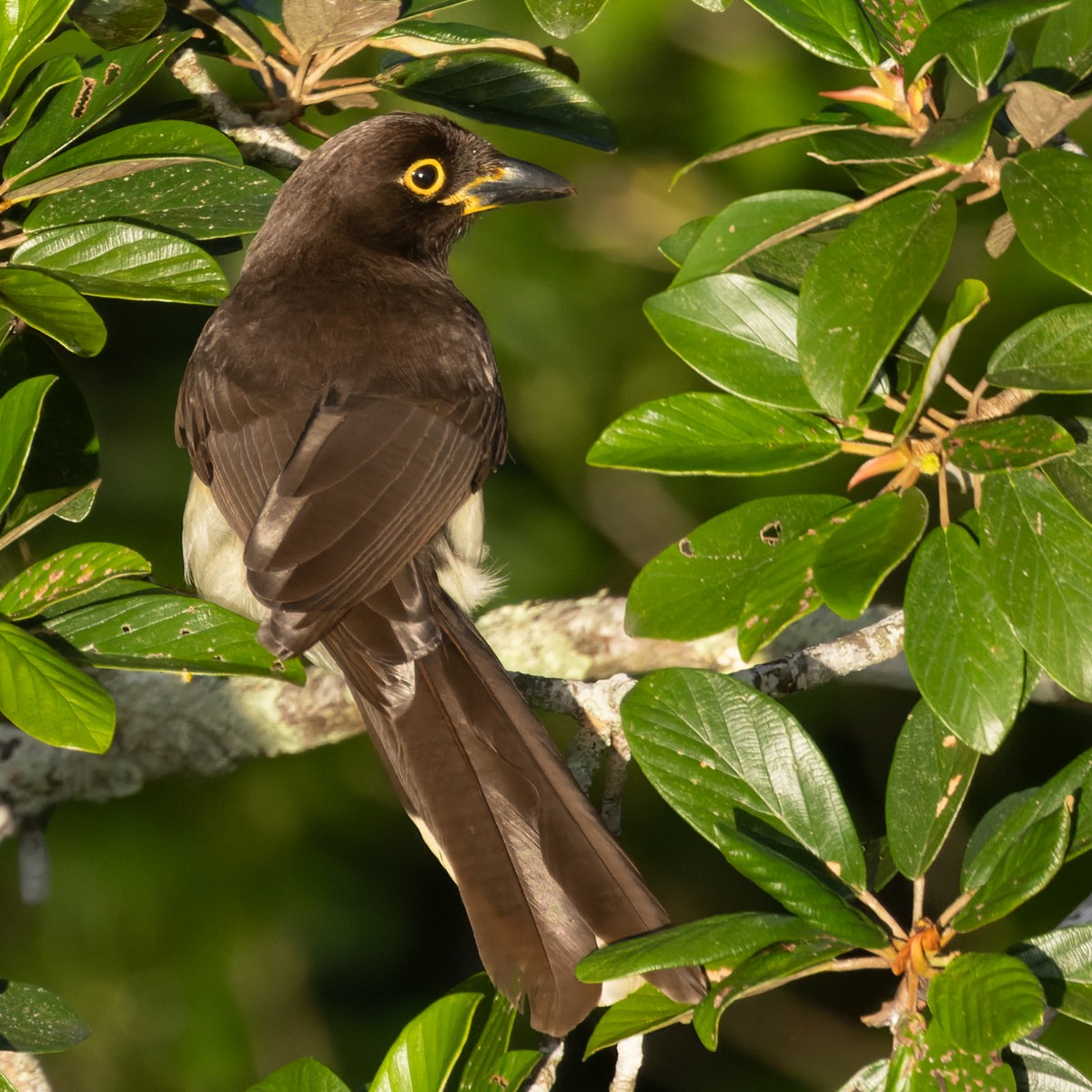 Brown Jay - ML615823440