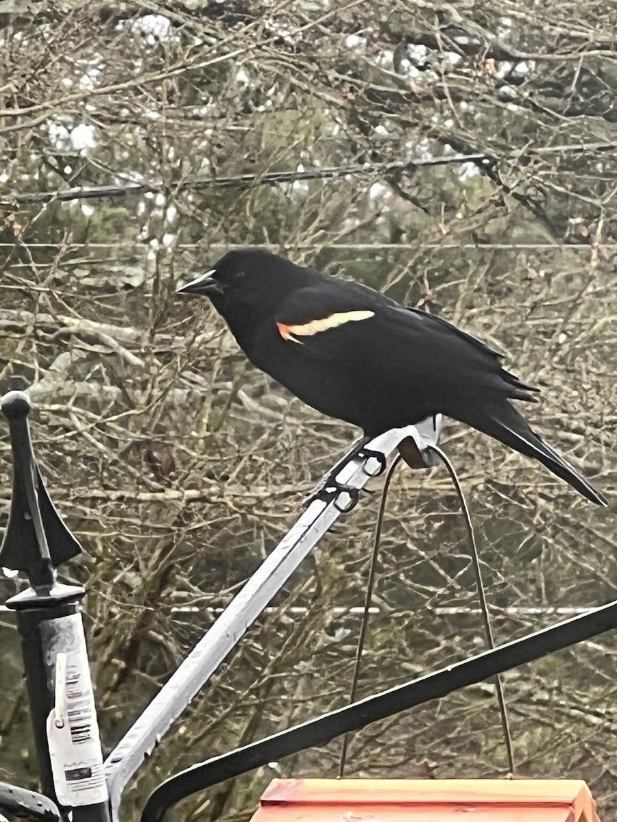 Red-winged Blackbird - ML615823469