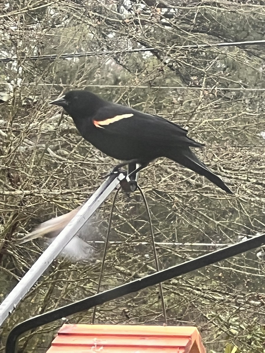 Red-winged Blackbird - ML615823470