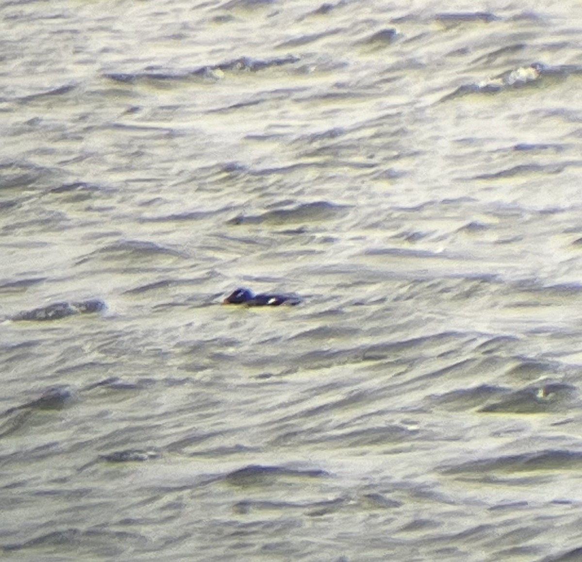 White-winged Scoter - ML615823506