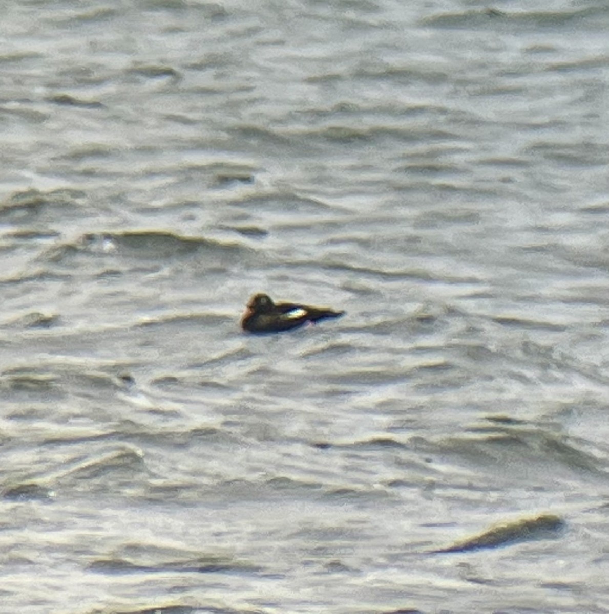 White-winged Scoter - ML615823507