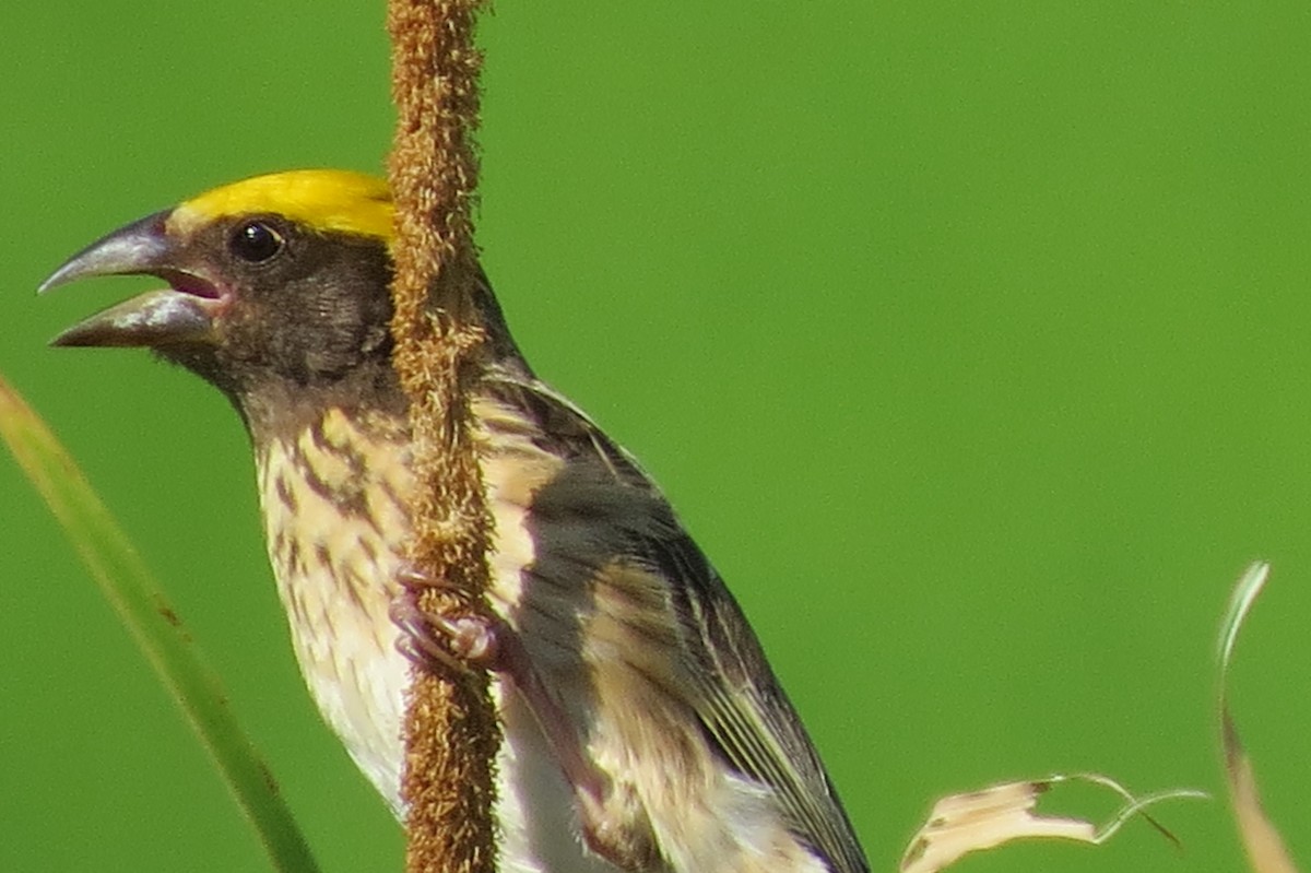 Streaked Weaver - ML61582351