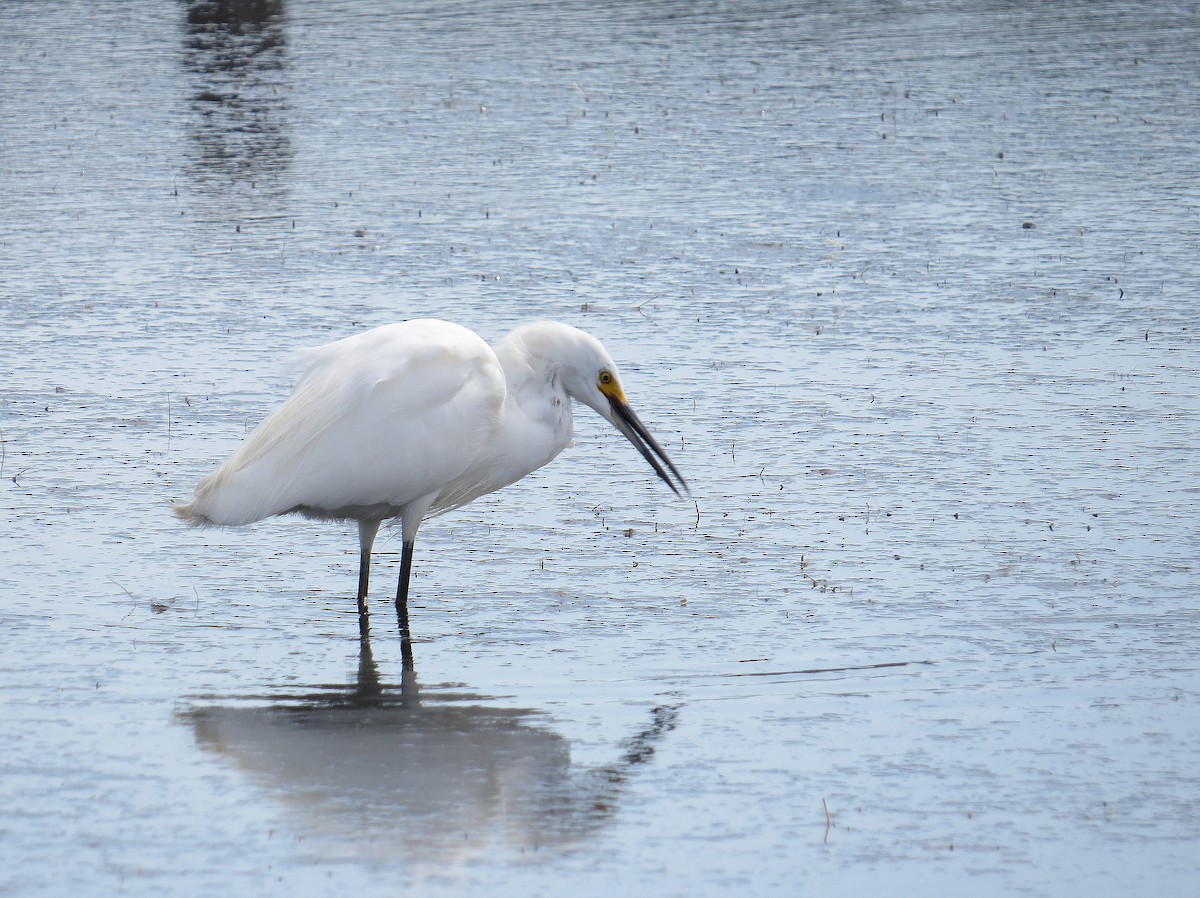 Snowy Egret - ML615823553