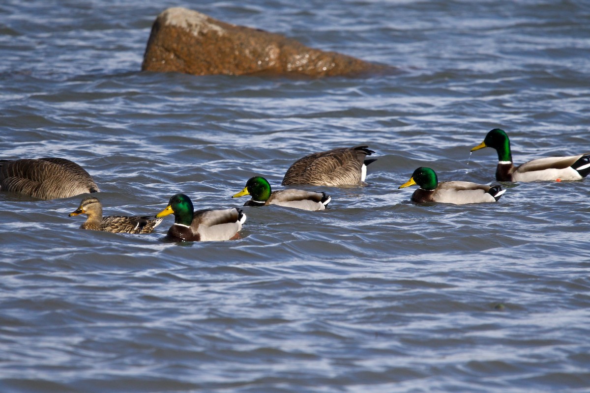 Mallard - Robert Rozsa