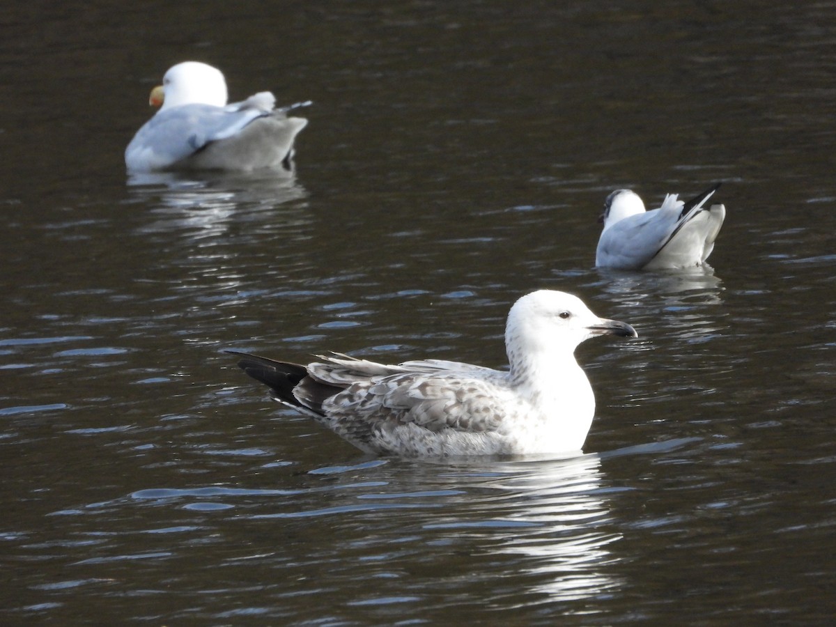 Caspian Gull - ML615823626