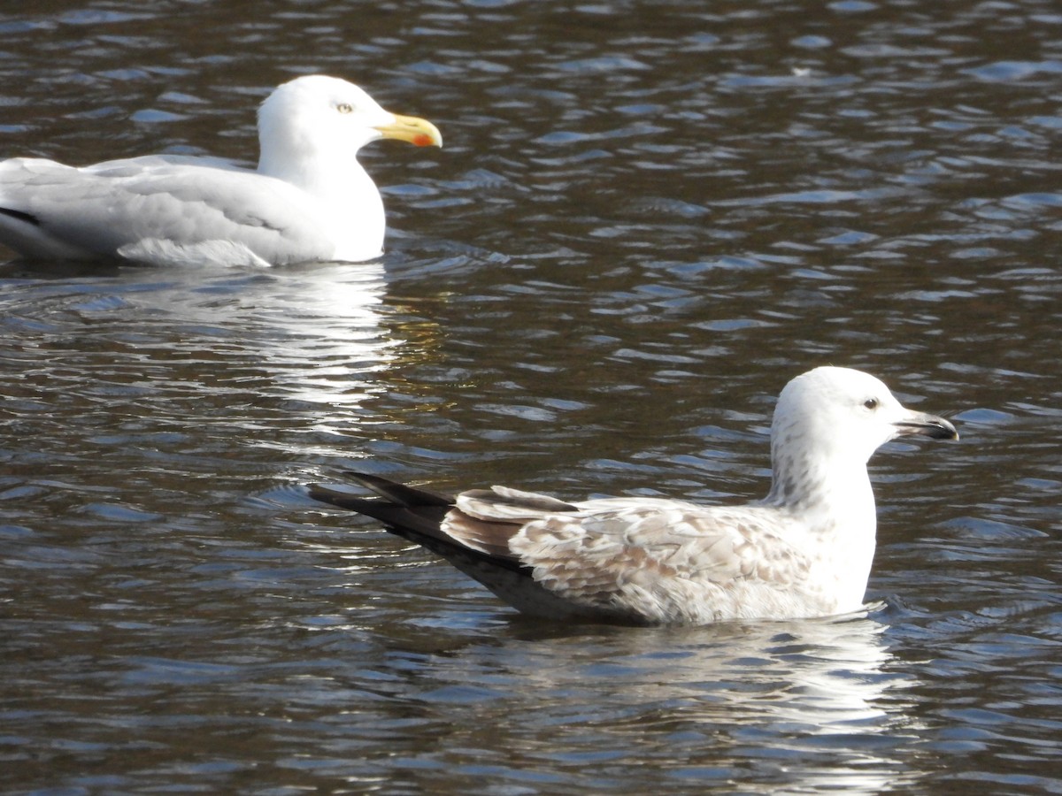 Caspian Gull - Martin Rheinheimer