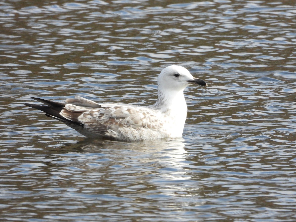 Caspian Gull - ML615823634