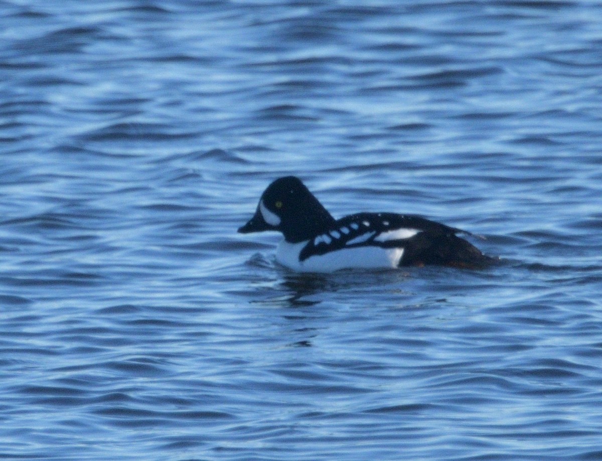 Barrow's Goldeneye - Woody Gillies