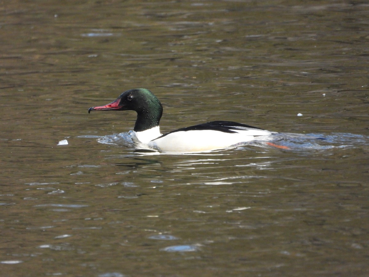 Common Merganser - ML615823643