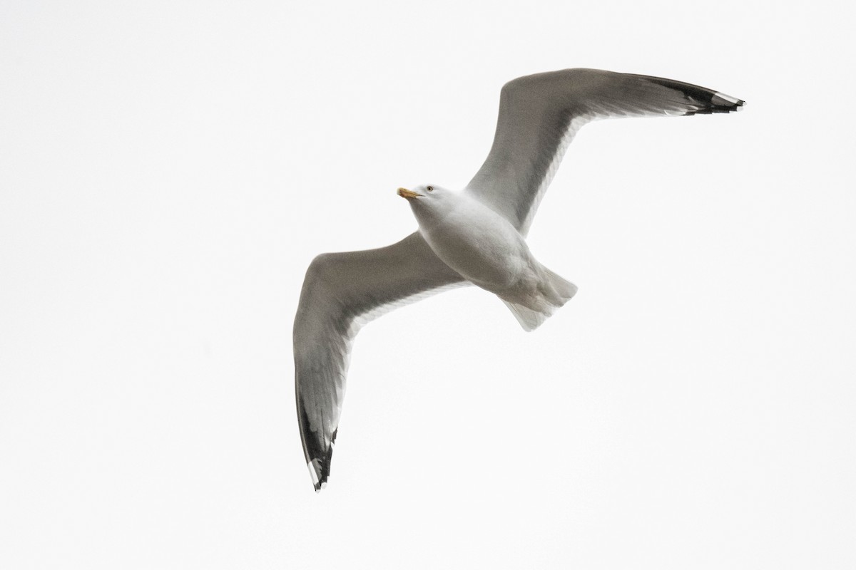 Herring Gull - ML615823681