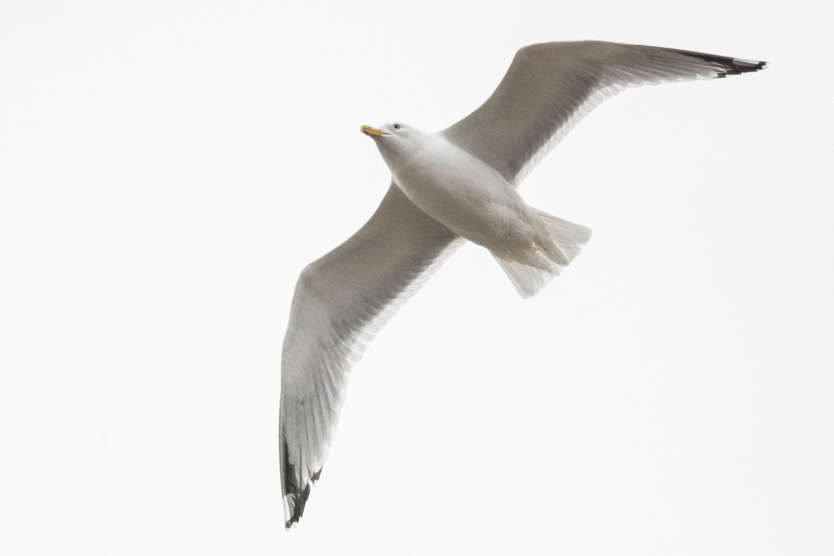 Herring Gull - FELIX-MARIE AFFA'A