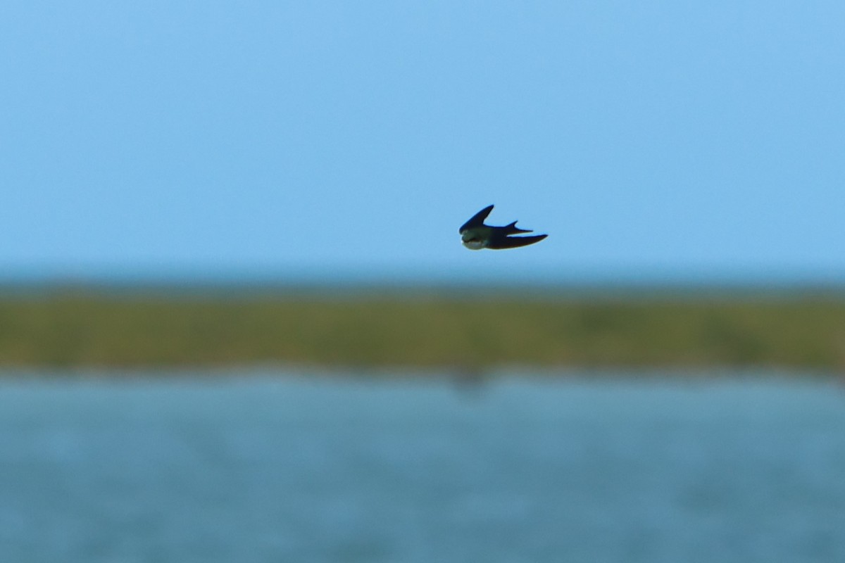 Golondrina de las Bahamas - ML615823693