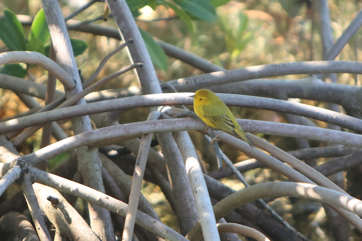 Yellow Warbler (Golden) - ML615823705