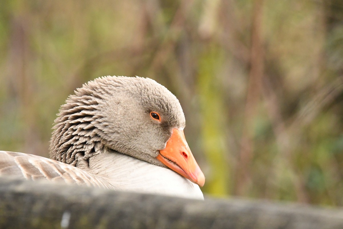 Graylag Goose - ML615823713