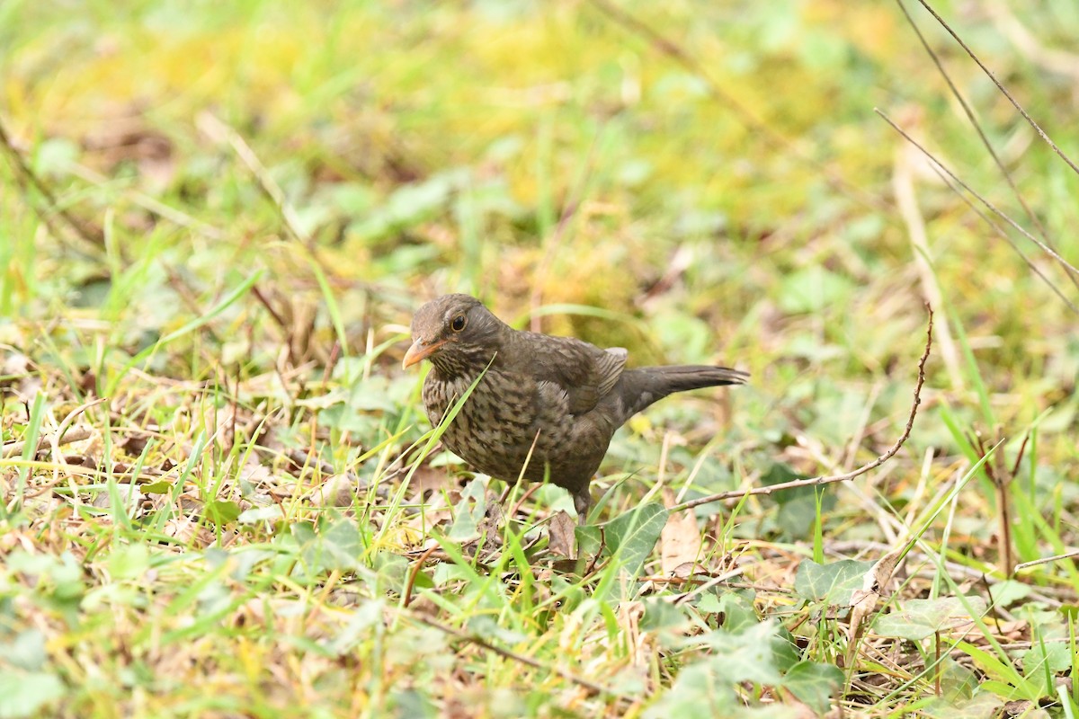 Eurasian Blackbird - ML615823726