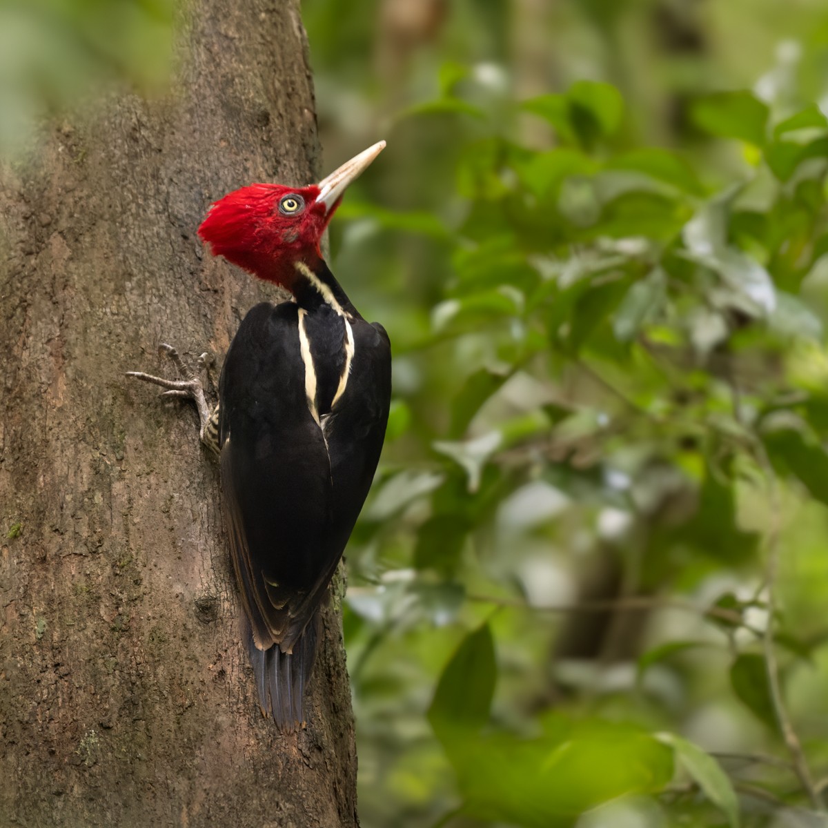 Pale-billed Woodpecker - ML615823730