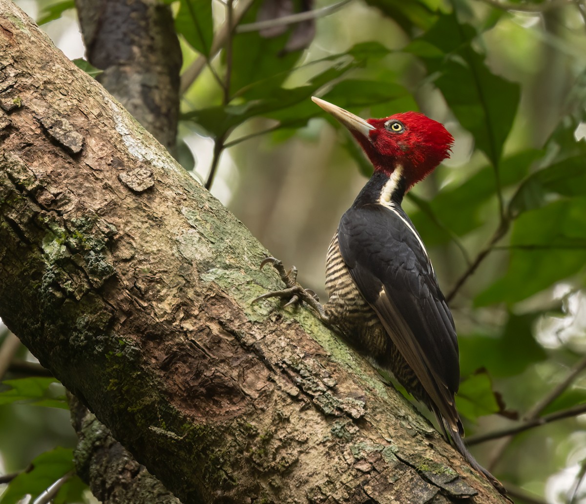Pale-billed Woodpecker - ML615823731