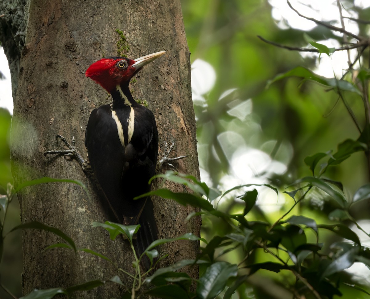 Pale-billed Woodpecker - ML615823732