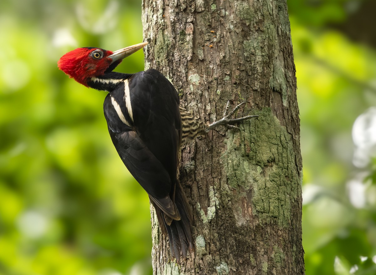 Pale-billed Woodpecker - ML615823733