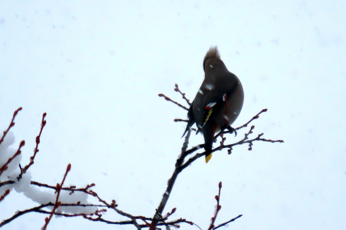 Bohemian Waxwing - ML615823738