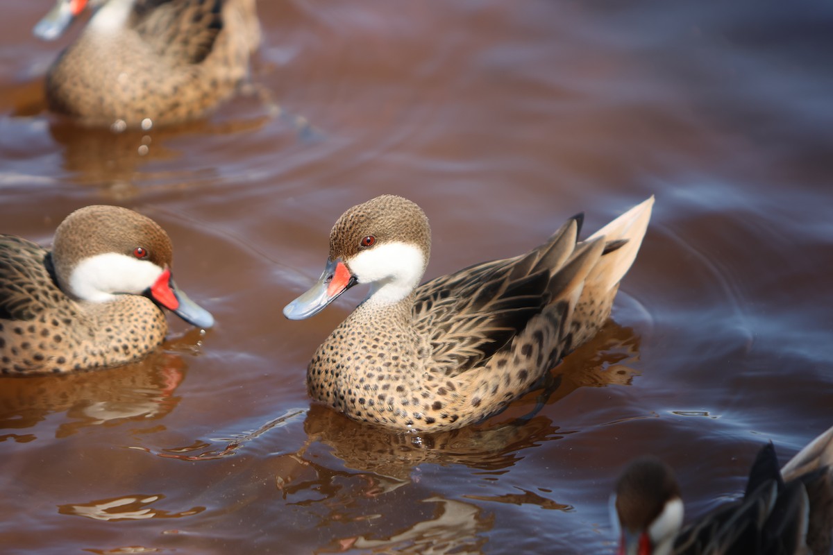 White-cheeked Pintail - ML615823767