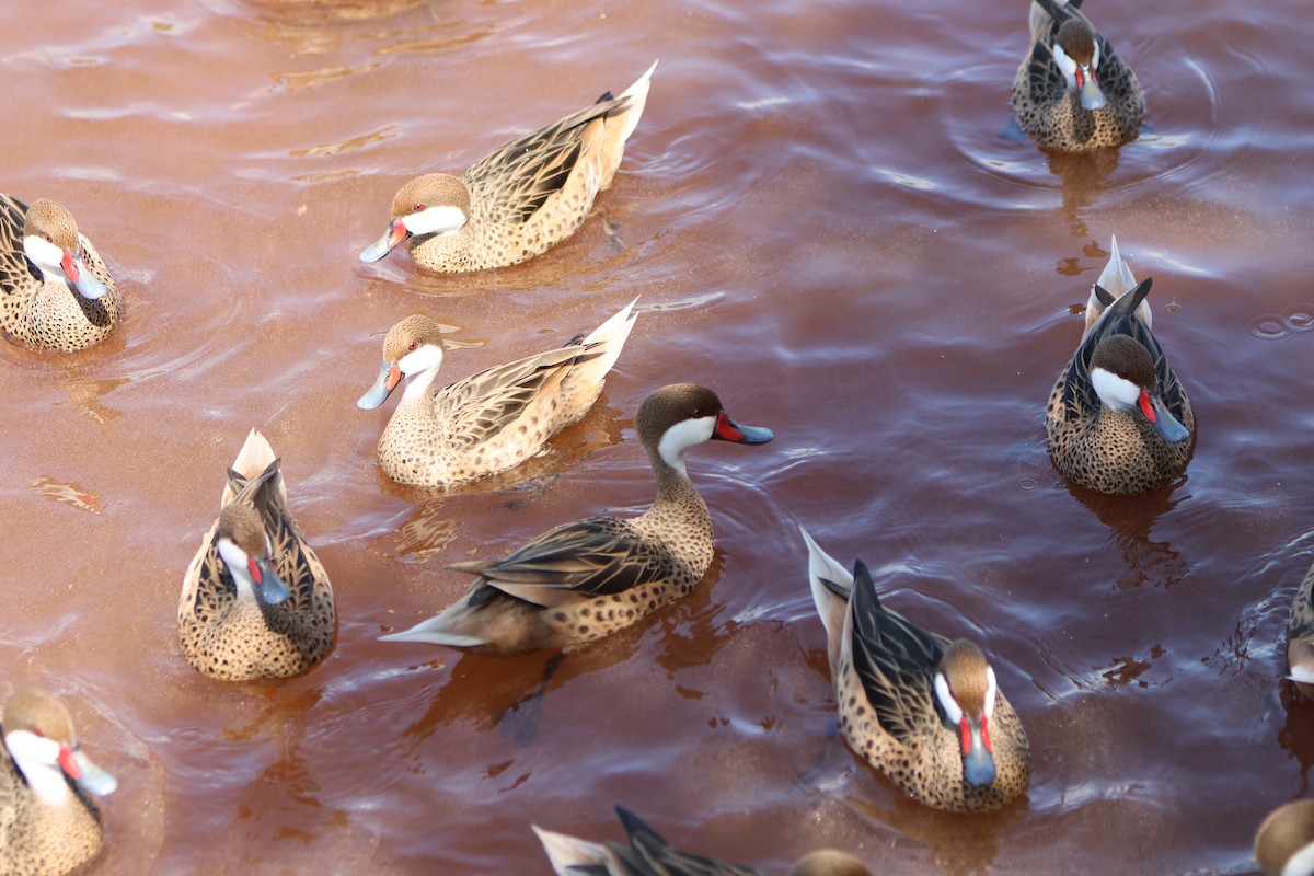 White-cheeked Pintail - ML615823768