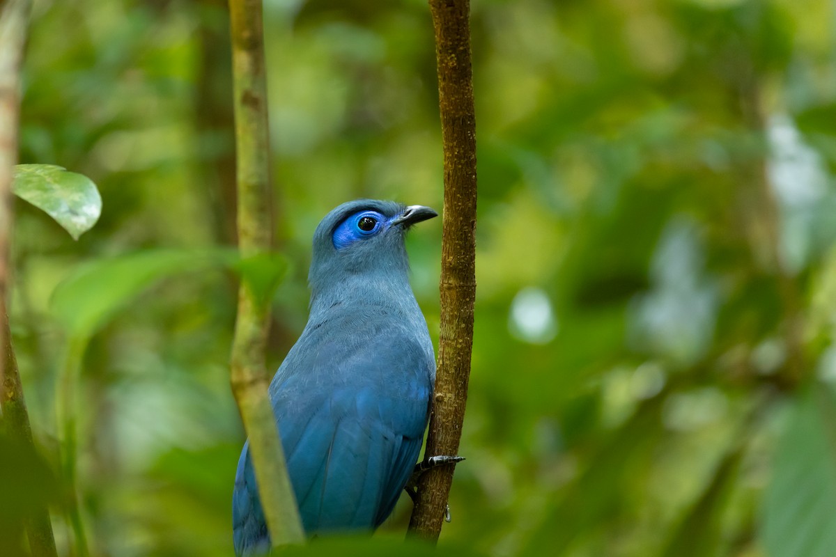 Blauseidenkuckuck - ML615823769