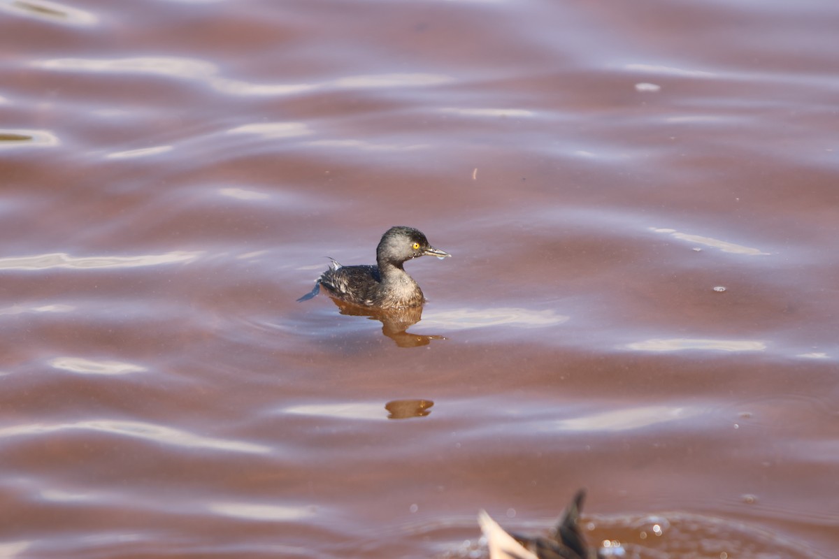 Least Grebe - ML615823771