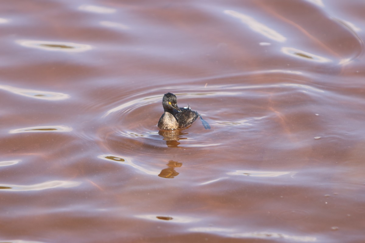 Least Grebe - ML615823772