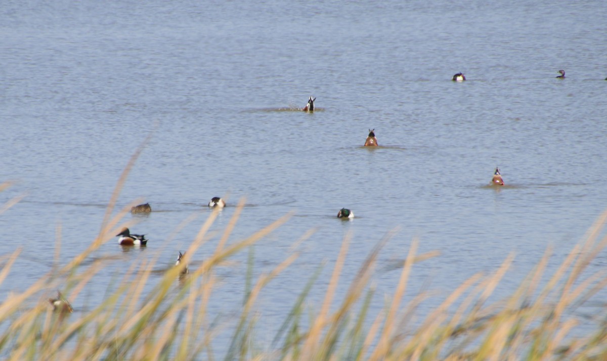 Northern Shoveler - ML615823781