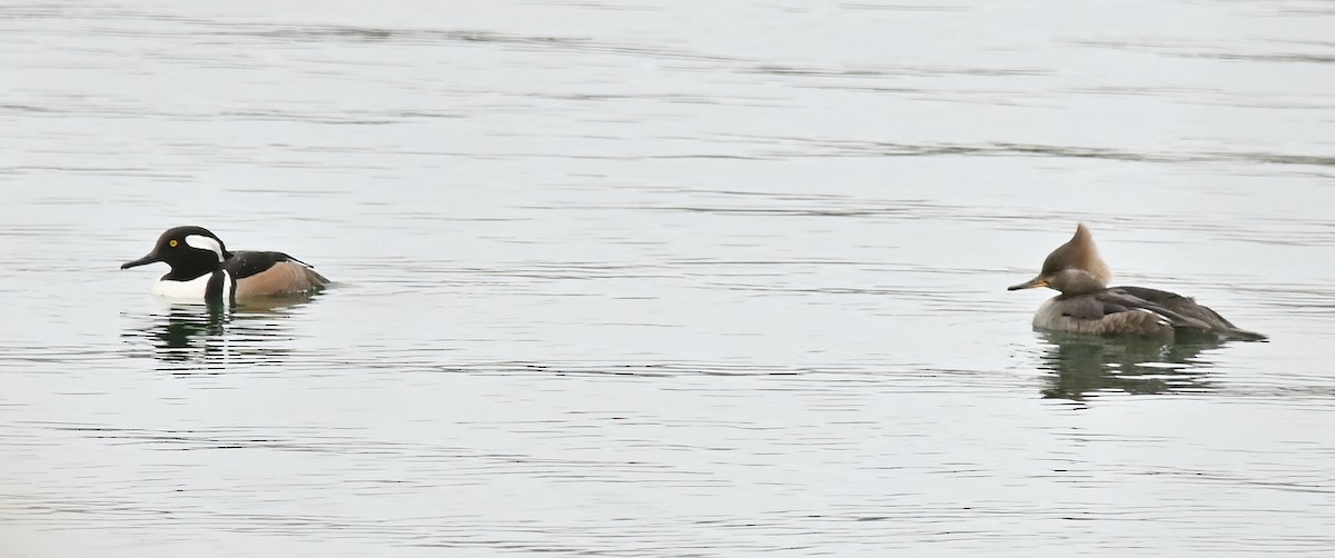 Hooded Merganser - ML615823791