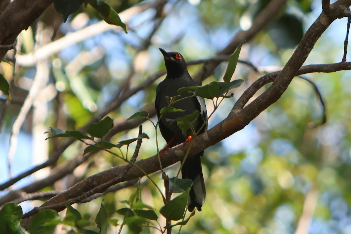 Red-legged Thrush - ML615823793