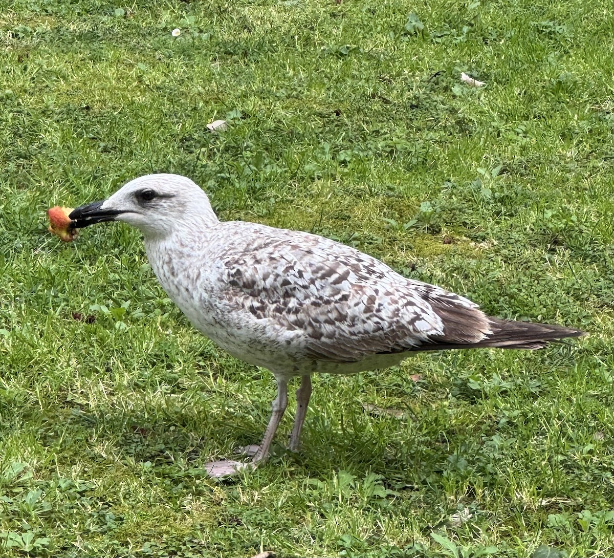 Yellow-legged Gull (michahellis) - ML615823827