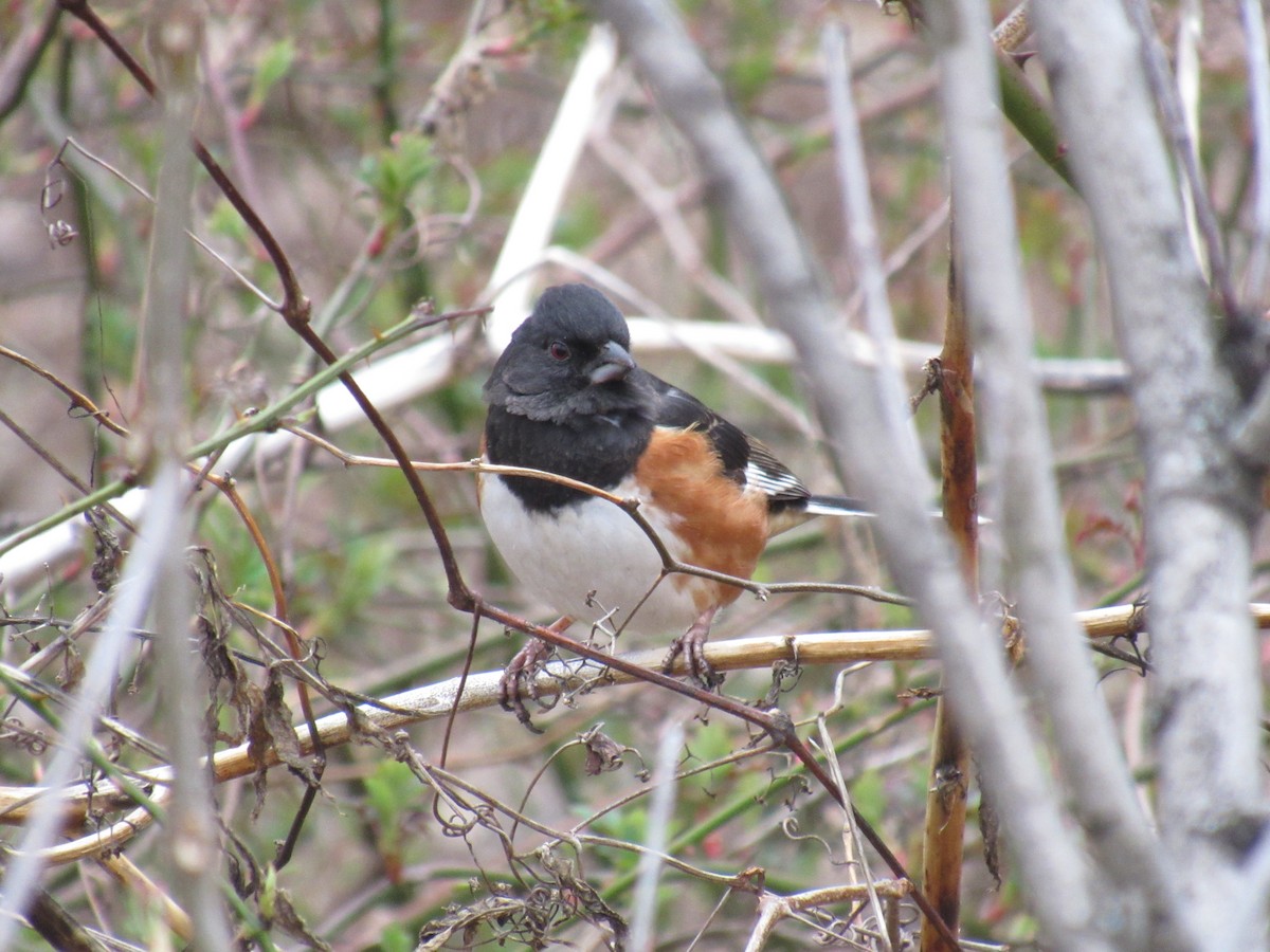 Eastern Towhee - John Coyle