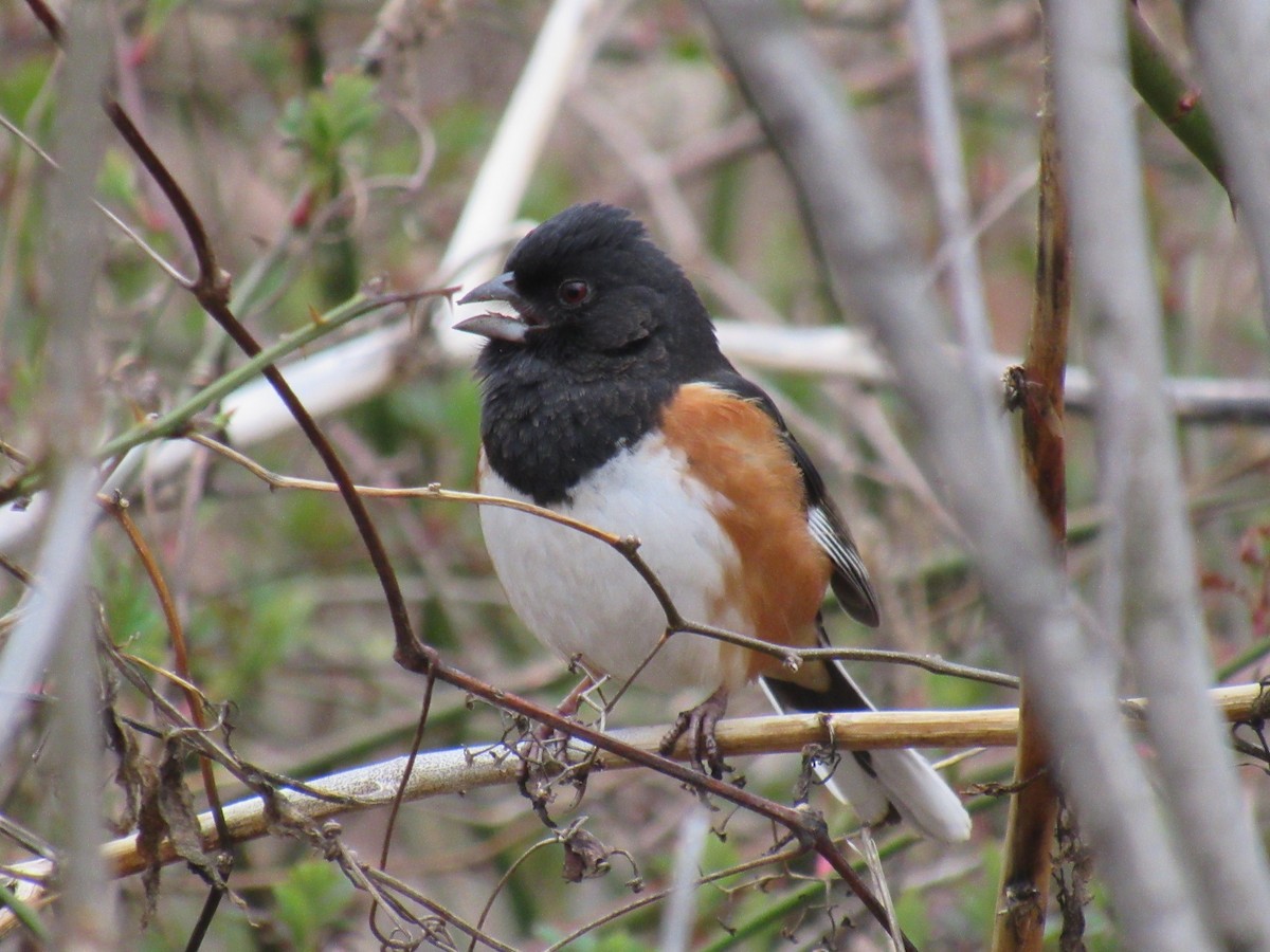 Eastern Towhee - ML615823874