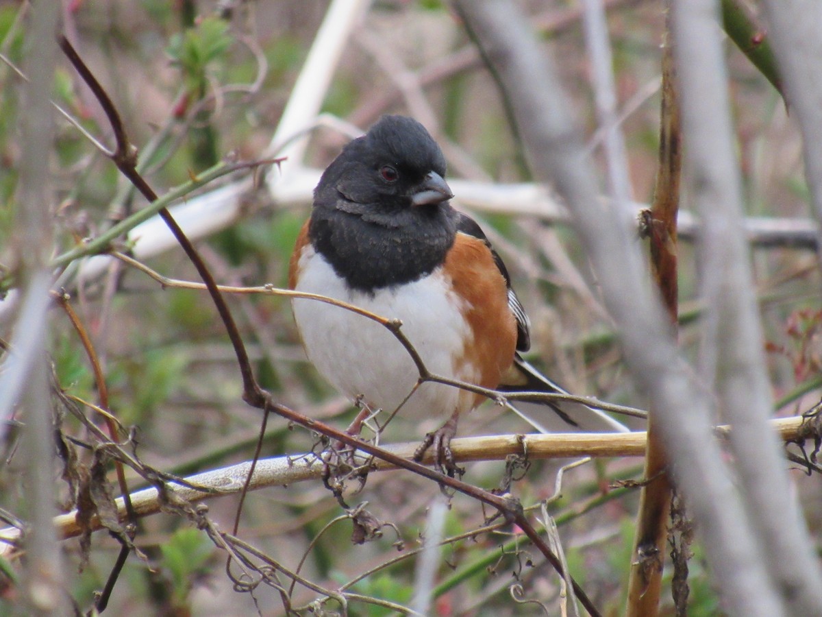 Eastern Towhee - ML615823875