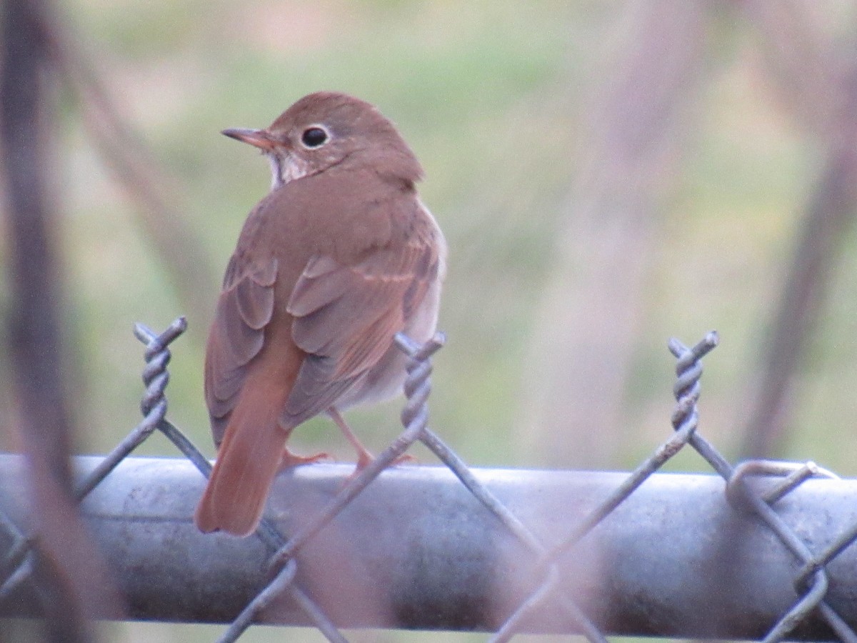 Hermit Thrush - ML615823887