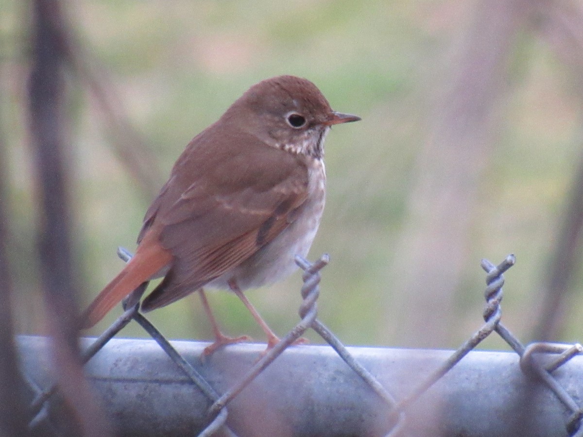 Hermit Thrush - ML615823888