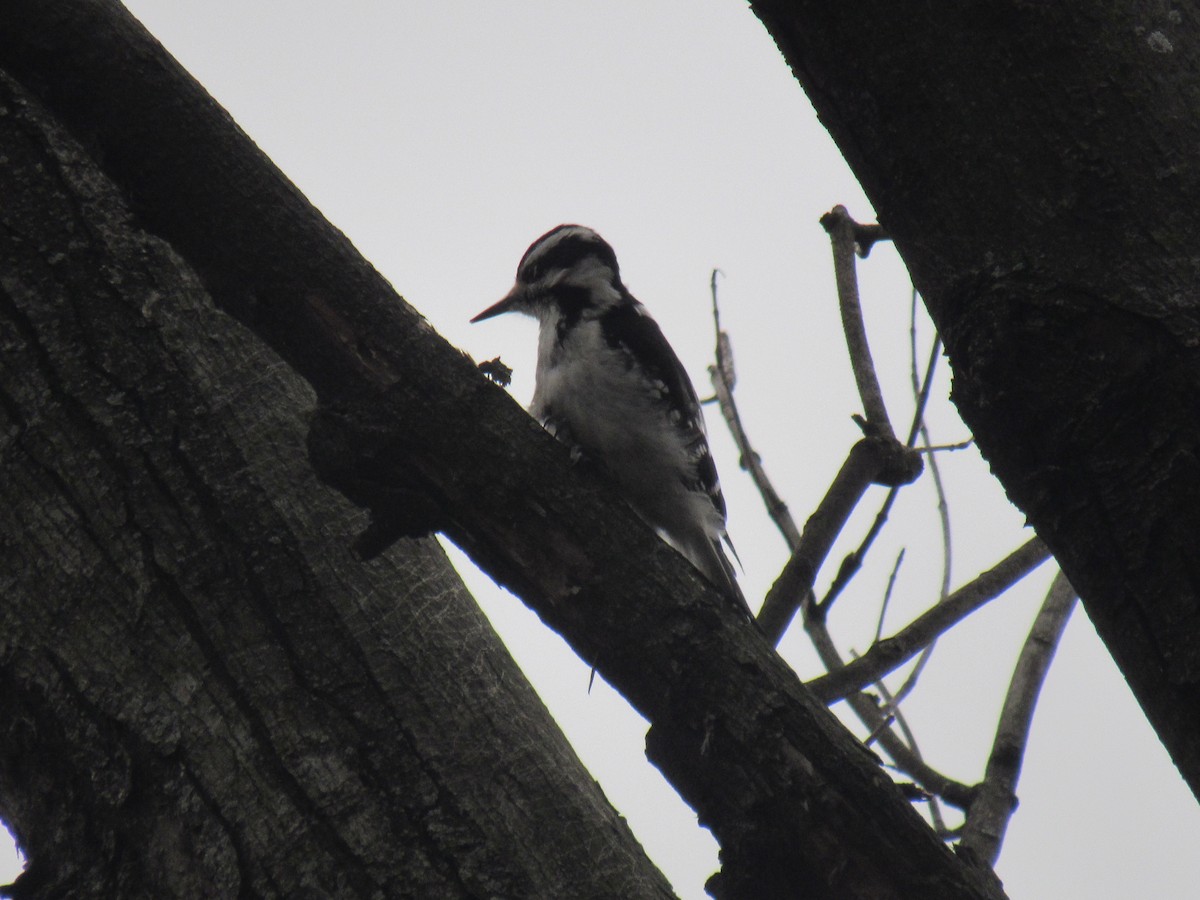 Hairy Woodpecker - ML615823902