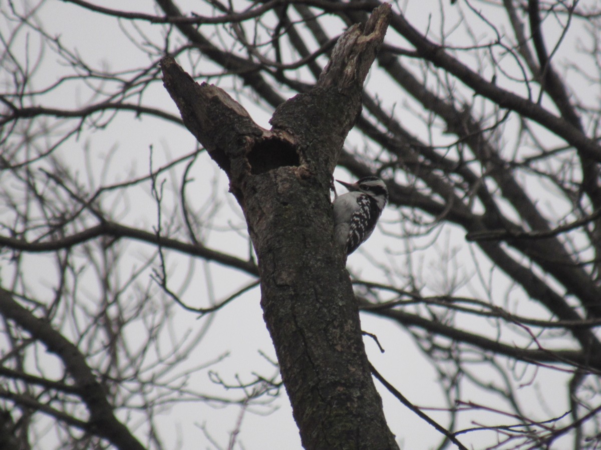 Hairy Woodpecker - ML615823903