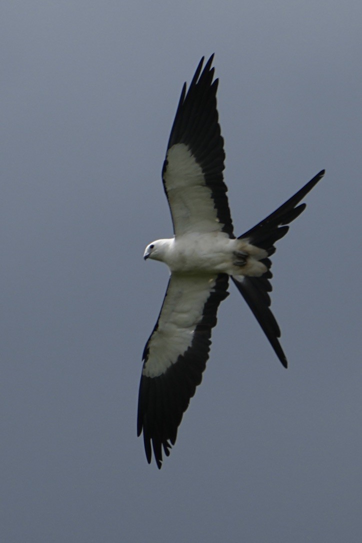 Swallow-tailed Kite - ML615823908