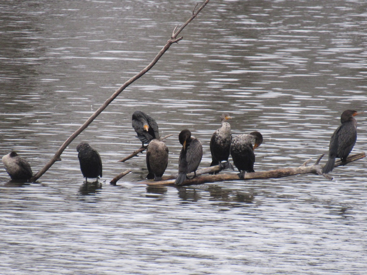 Double-crested Cormorant - ML615823910