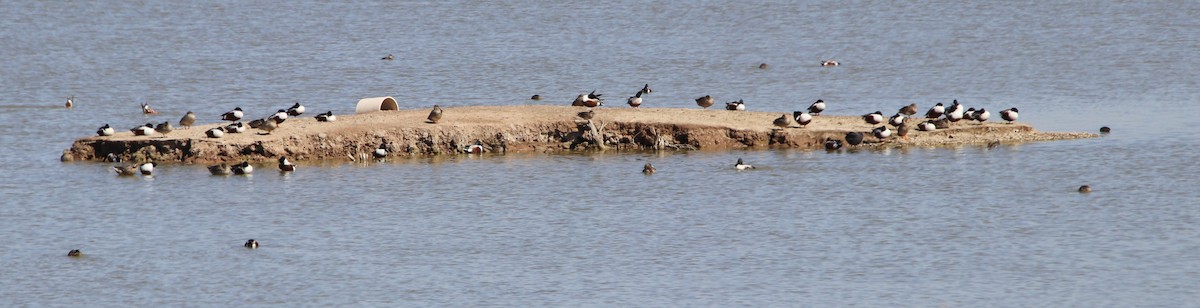 Northern Shoveler - ML615823918