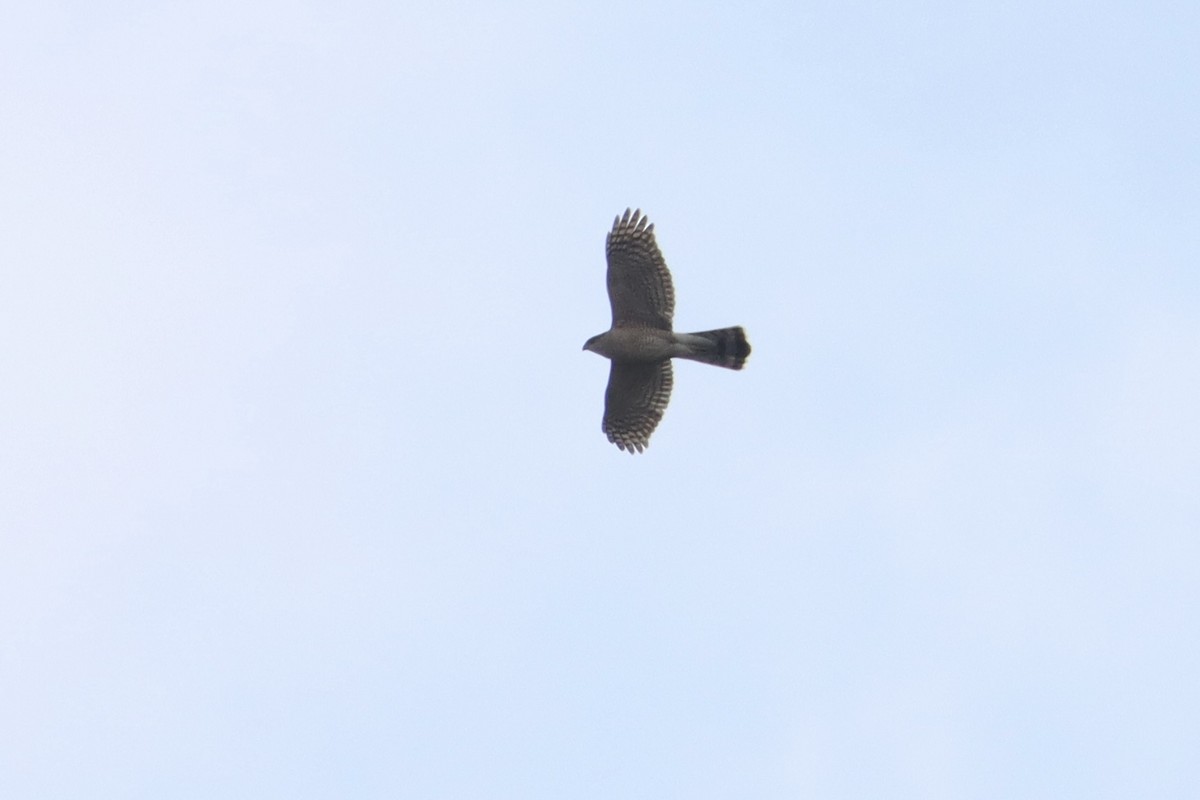 Cooper's Hawk - ML615823924