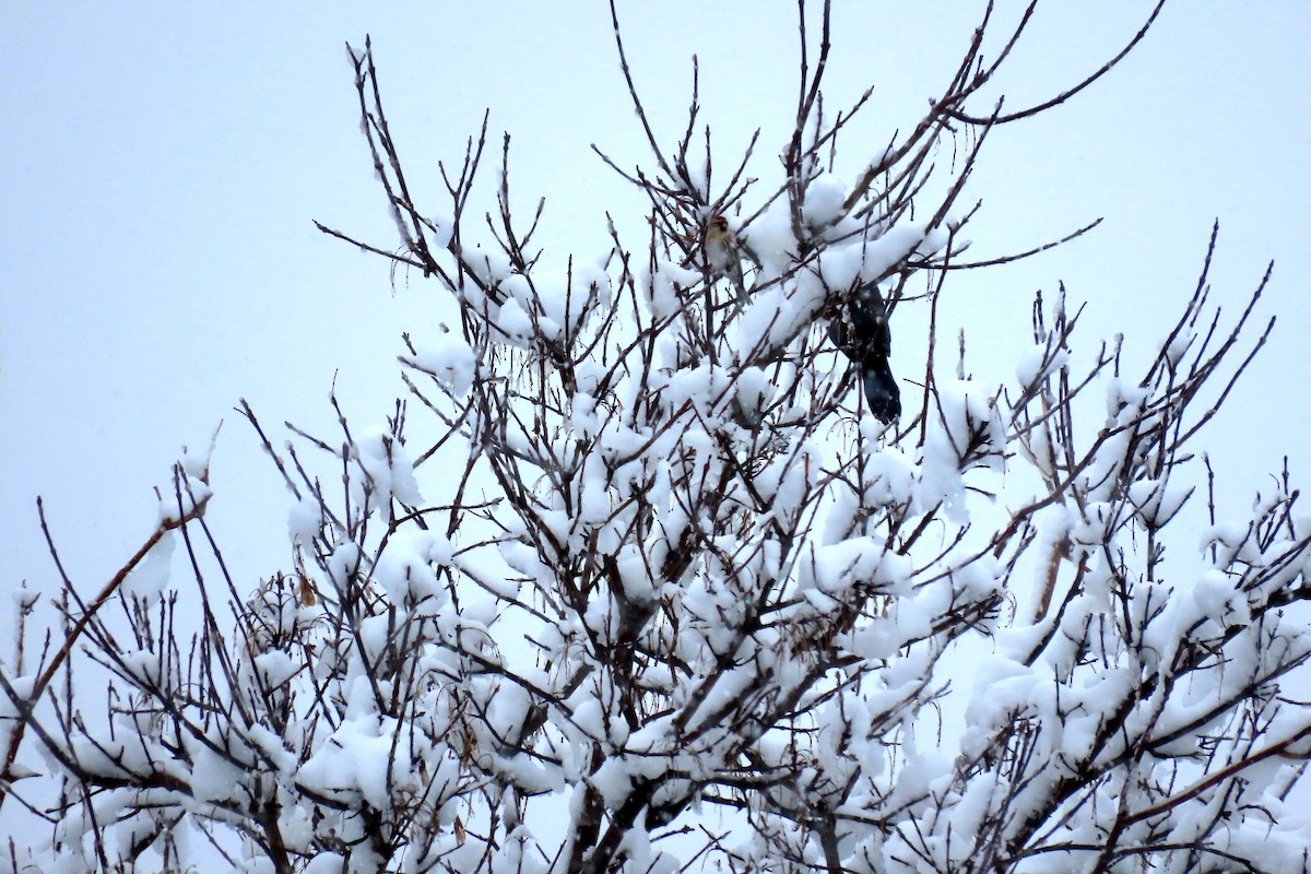 Common Redpoll - ML615823927