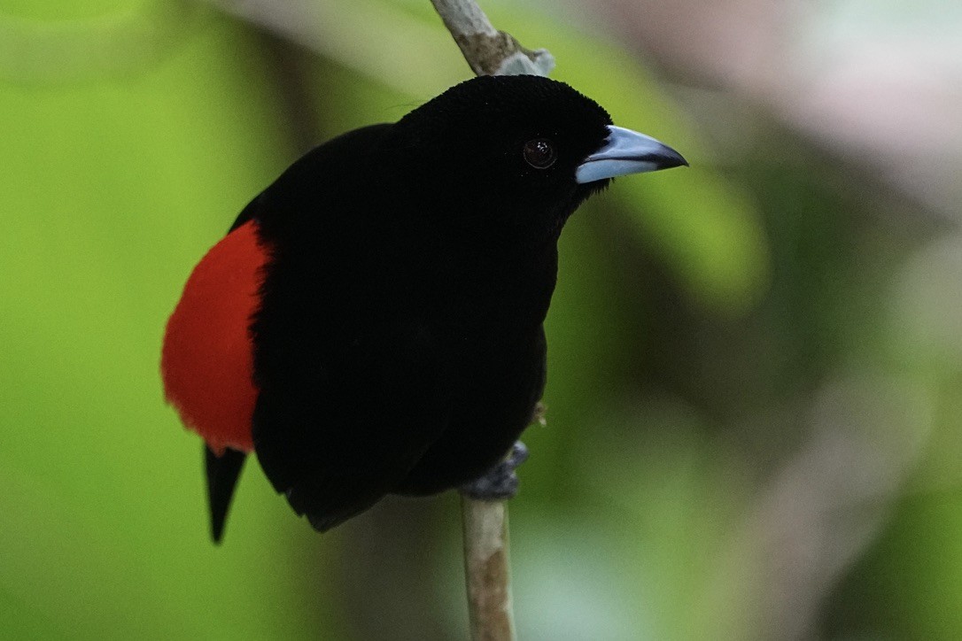 Scarlet-rumped Tanager - ML615823949