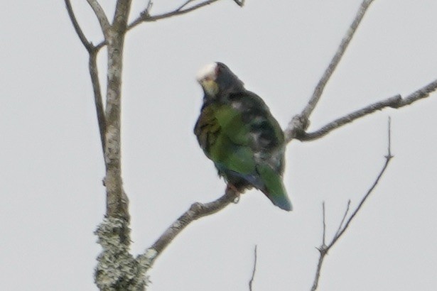 White-crowned Parrot - ML615823975