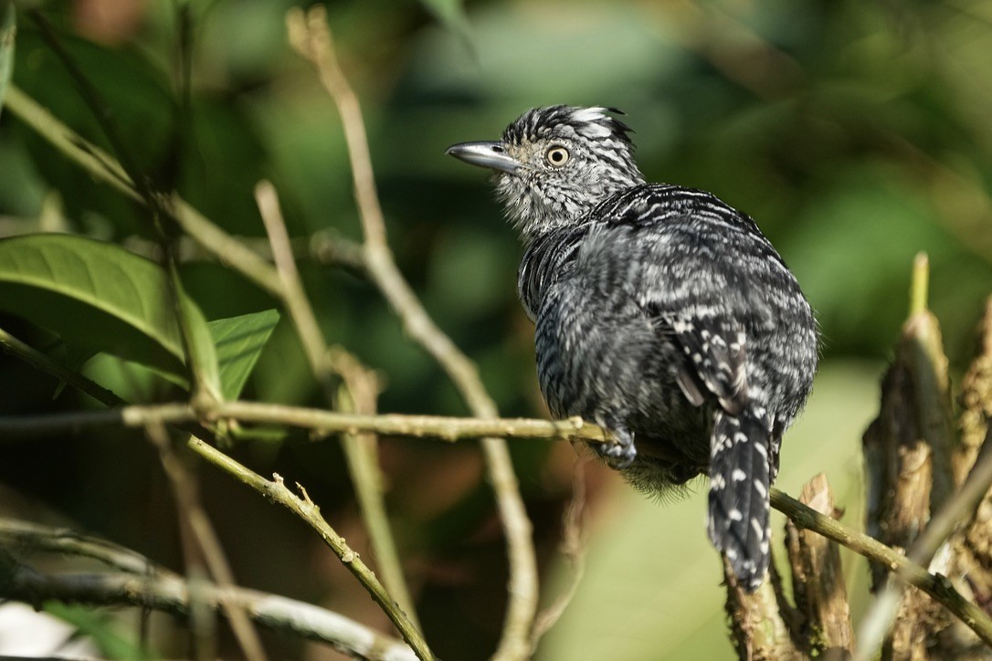 Barred Antshrike - ML615823984