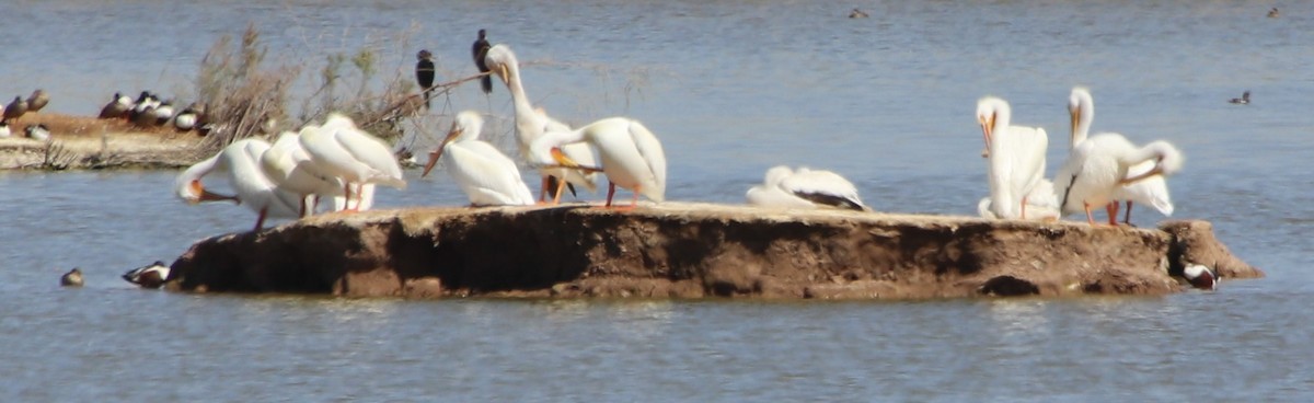 American White Pelican - ML615823988